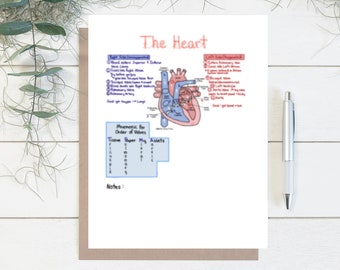 Anatomy & Physiology Blood Flow of The Heart Numbered Diagram with Mnemonics and Practice Sheet