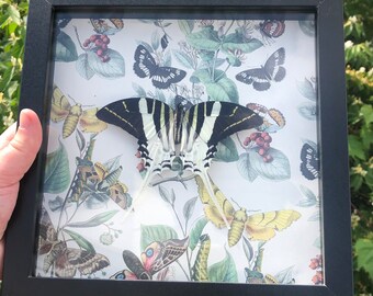 Gerahmter Schmetterling (Graphium androcles „Schwertschwanz“) 21cm x 20cm