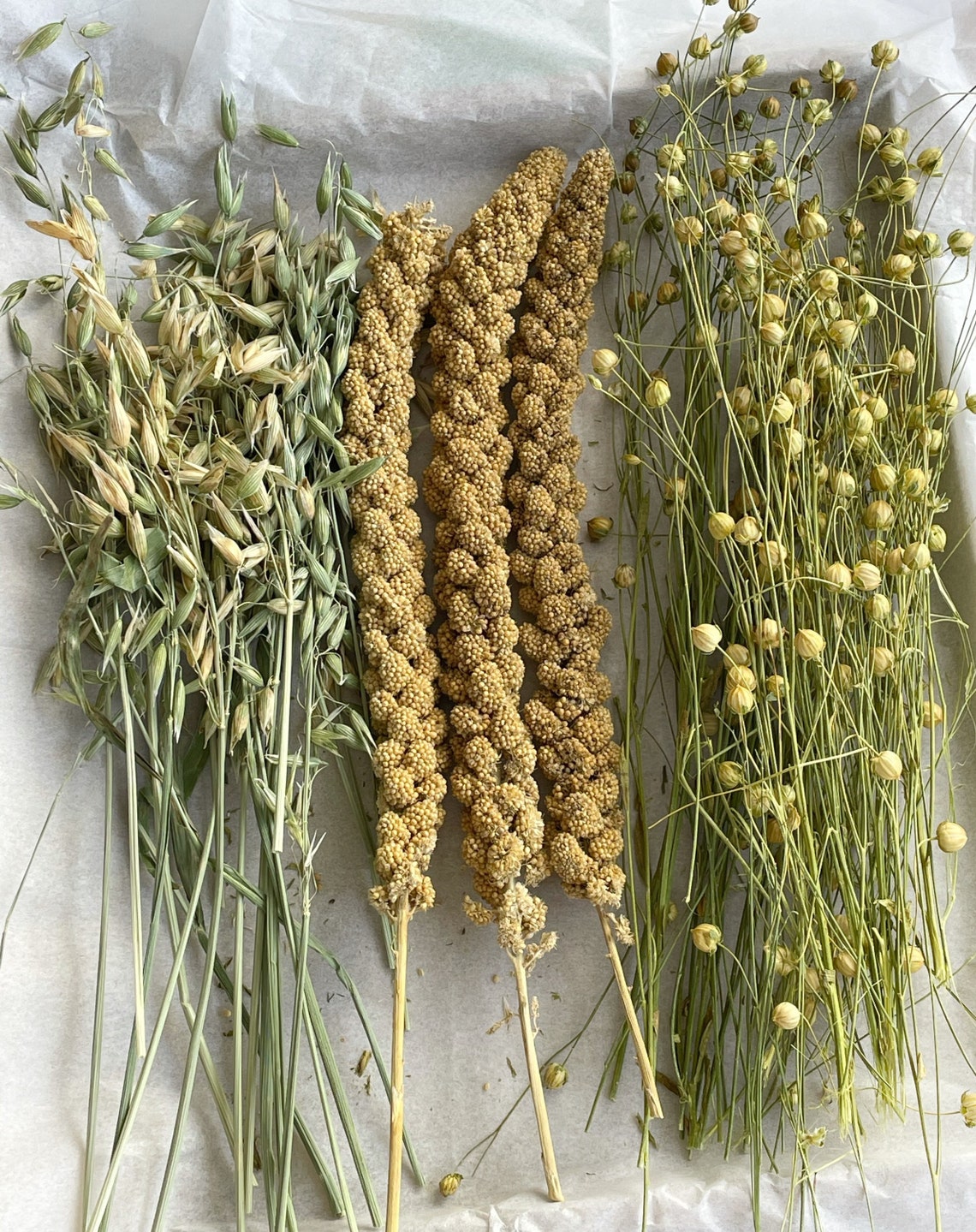 Flax Sprays Mixed forage Millet sprays Oat sprays fun mixed Etsy