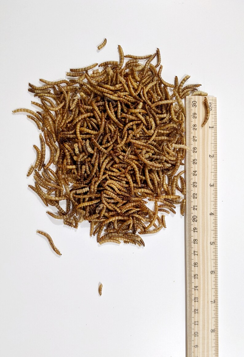 Dried Mealworms for Hamster Hedgehog Rat Mice Bird Chicken Etsy