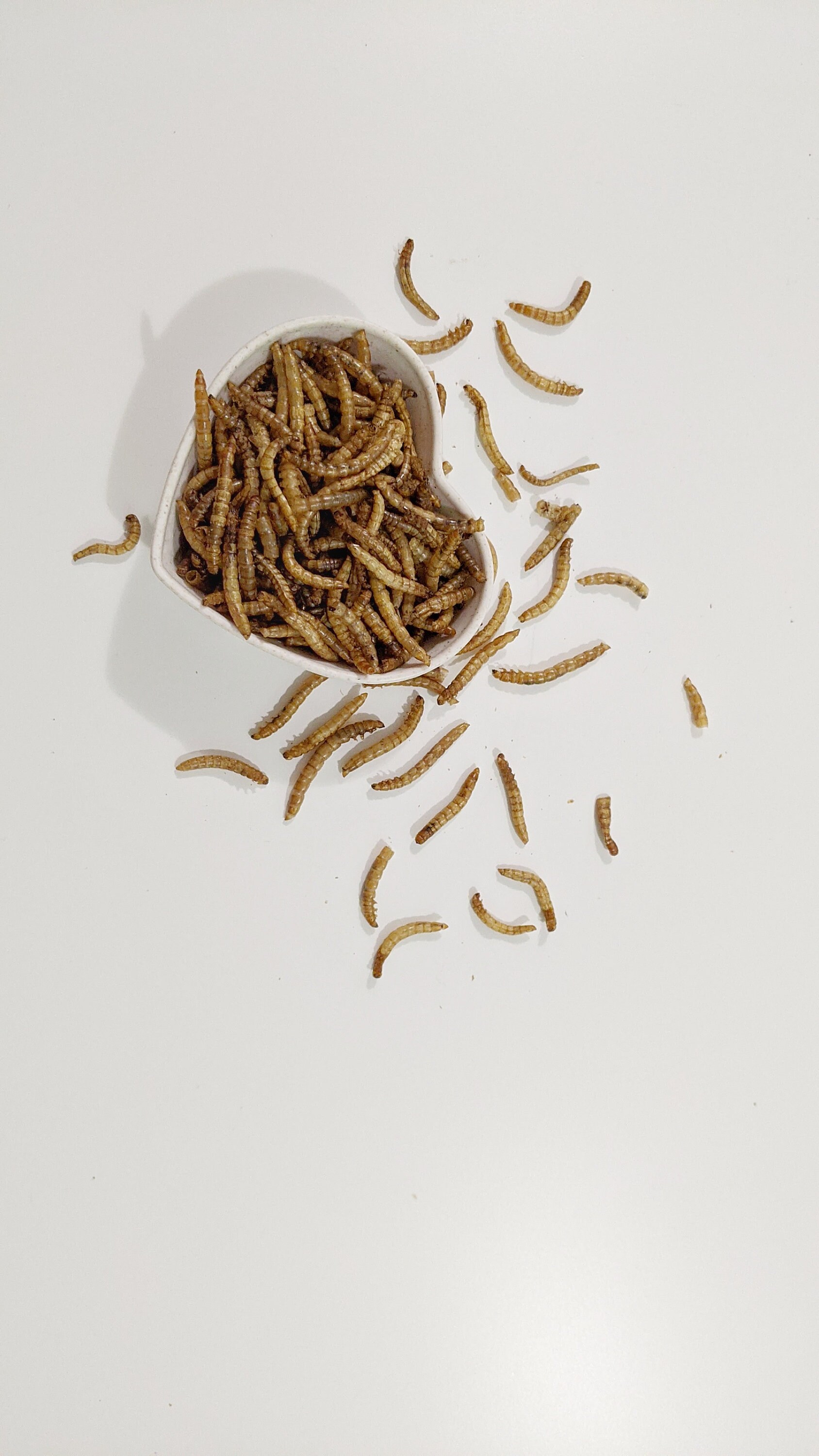 Dried mealworms for hamster hedgehog rat mice bird chicken Etsy