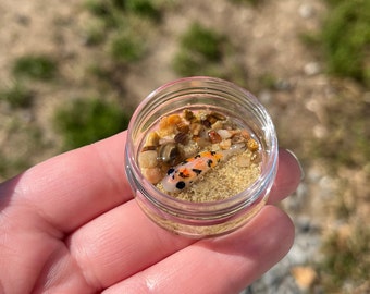 Pocket-sized Koi Pond