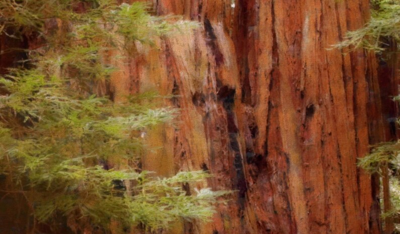 California Landscape Impressionist Watercolor Painting Peaceful Redwood Forest Grove