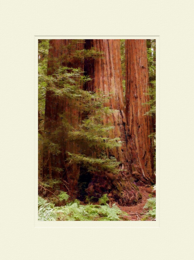 California Landscape Impressionist Watercolor Painting Peaceful Redwood Forest Grove