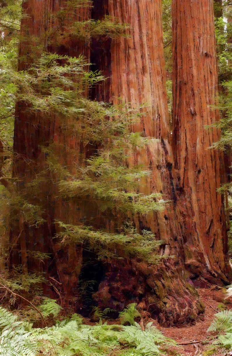 California Landscape Impressionist Watercolor Painting Peaceful Redwood Forest Grove