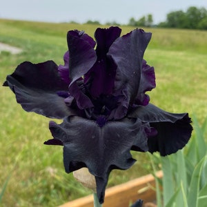 Blackwater - 1 large Bearded Iris Rhizome - Licensed Grower