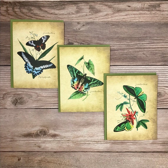 Watercolor Vintage Butterfly Variety Butterflies Plates -  Israel