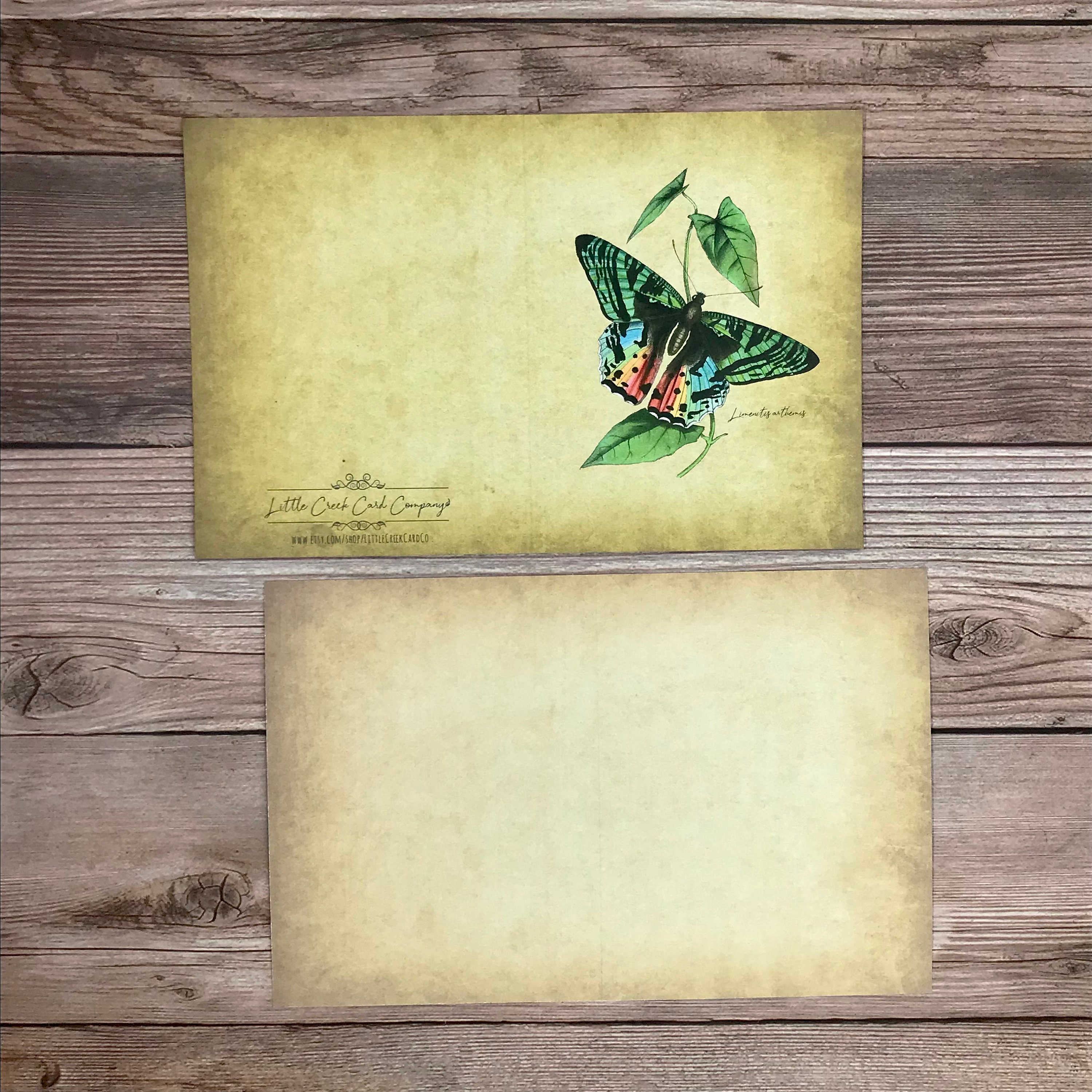 Watercolor Vintage Butterfly Variety Butterflies Plates -  Israel