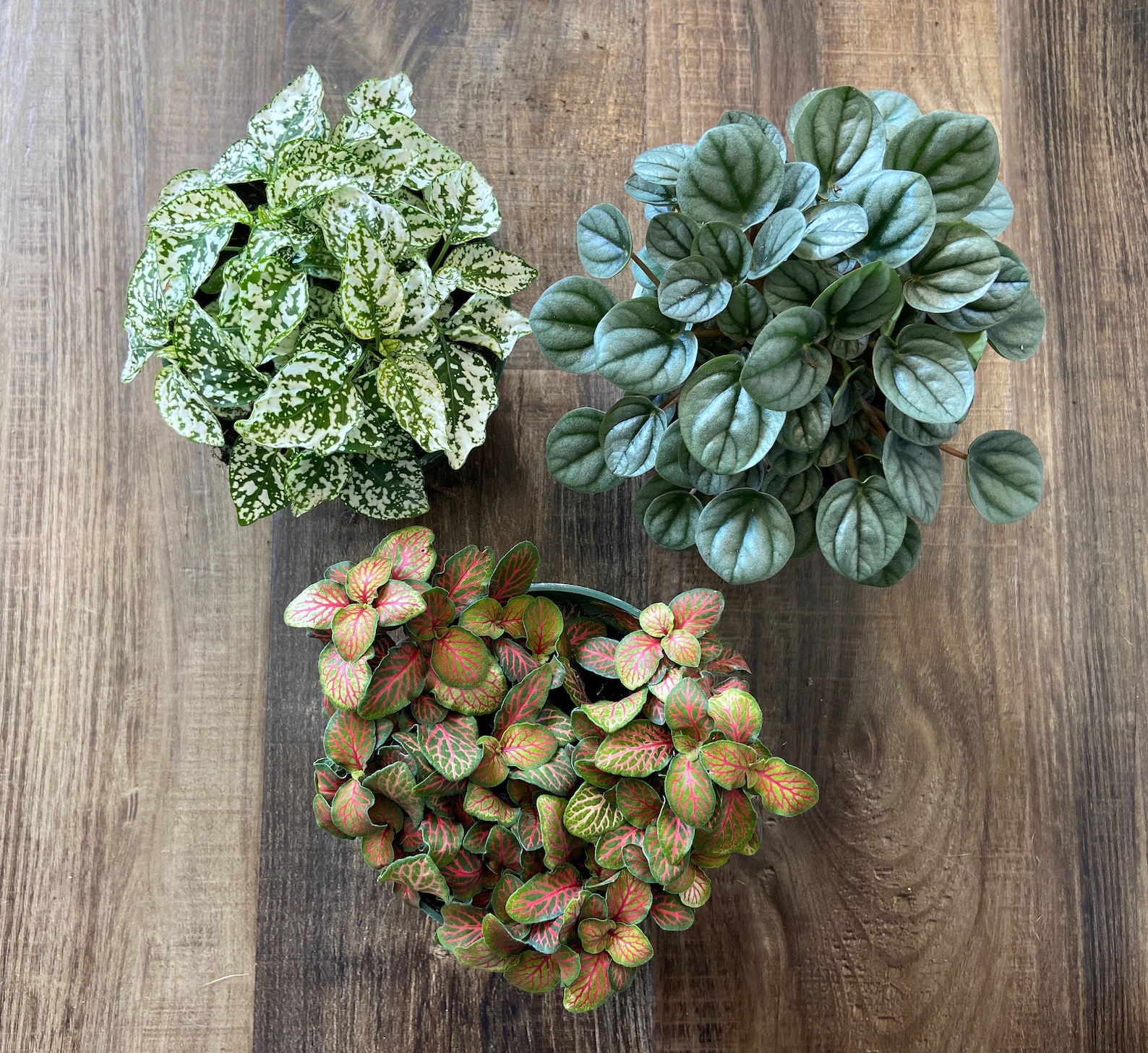  Pet Safe Houseplants for Small Space