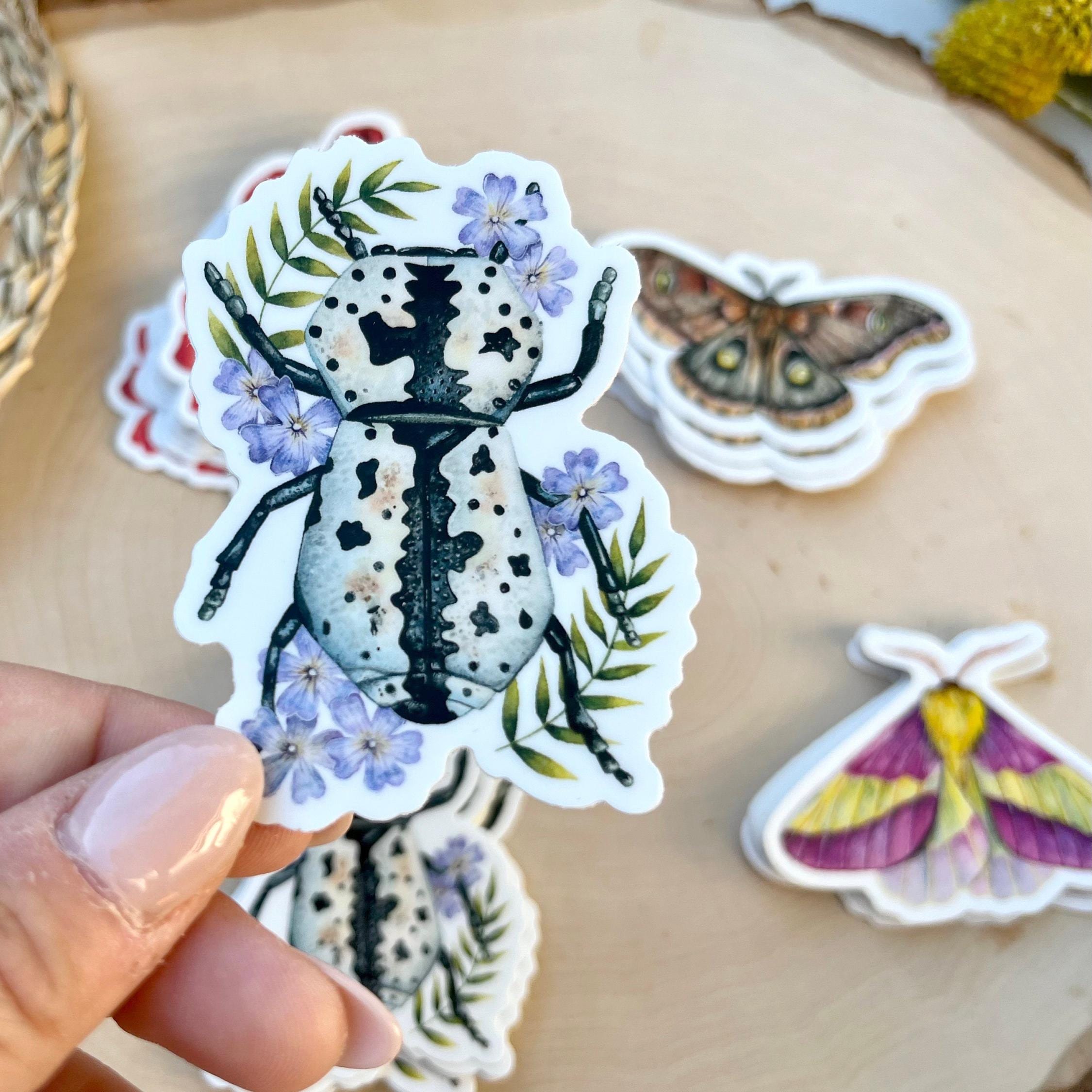 BIG】ルリオニカミキリ ムラサキオニノコギリカミキリ キンオニ 昆虫