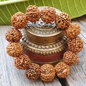 6 Mukhi Rudraksha,Six Mukhi Rudraksha Bead,Original Nepali Rudraksha,Rudraksha Nepal,Rudraksha for Focus Confidence,Nepal Rudraksha Students