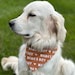 see more listings in the Slide On Dog Bandana section