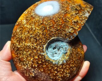 アンモナイト化石ディスク：マダガスカル産ジュラ紀の貝殻 - Etsy 日本