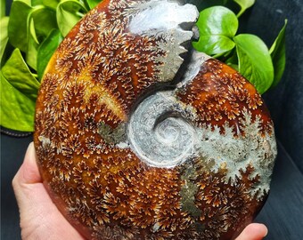 アンモナイト化石ディスク：マダガスカル産ジュラ紀の貝殻 - Etsy 日本