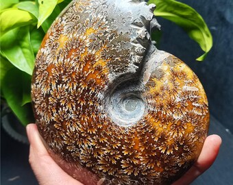 7) 大型オウムガイの化石 - Etsy 日本