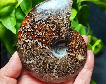 研磨されたアンモナイトの化石：天然ジュラ紀マダガスカル水晶 - Etsy 日本