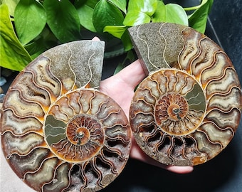 May include: Two fossilized ammonites, one brown and one with a more golden hue, with intricate spiral patterns. The ammonites are polished and have a smooth, glossy finish.