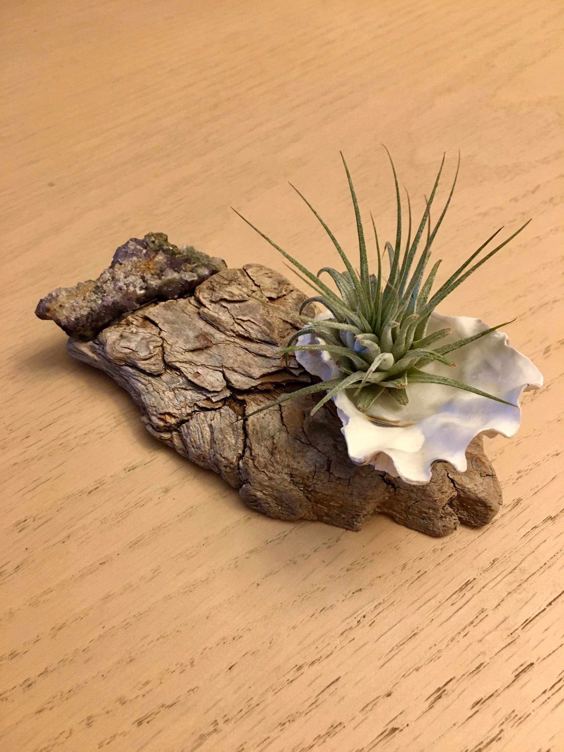 Crystal Air Plant in Sea Shell & Driftwood Decoration Etsy