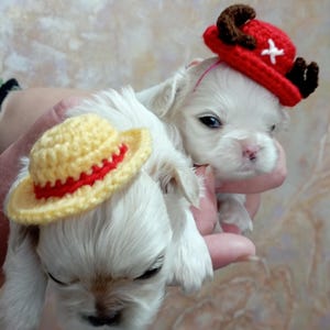 Mini Tony Tony Chopper Hat, Trafalgar Law Hat, One Piece Hat, New Anime Hat, Crochet Amigurumi Tony Chopper New Anime Hat, Guinea pig Hat.