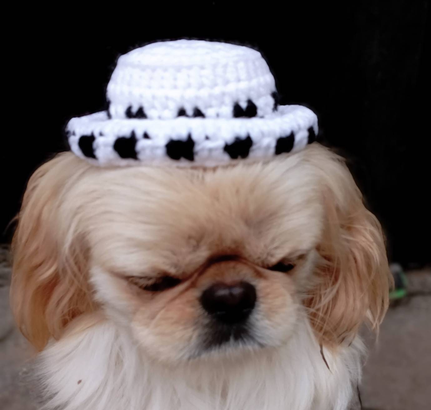 Trafalgar Law Hat Cap Anime Rare Ace Hatanime Dog Accessory Etsy