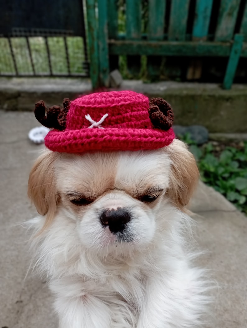 Tony Tony Chopper Backet Hat for Pet Trafalgar Law Hat Etsy
