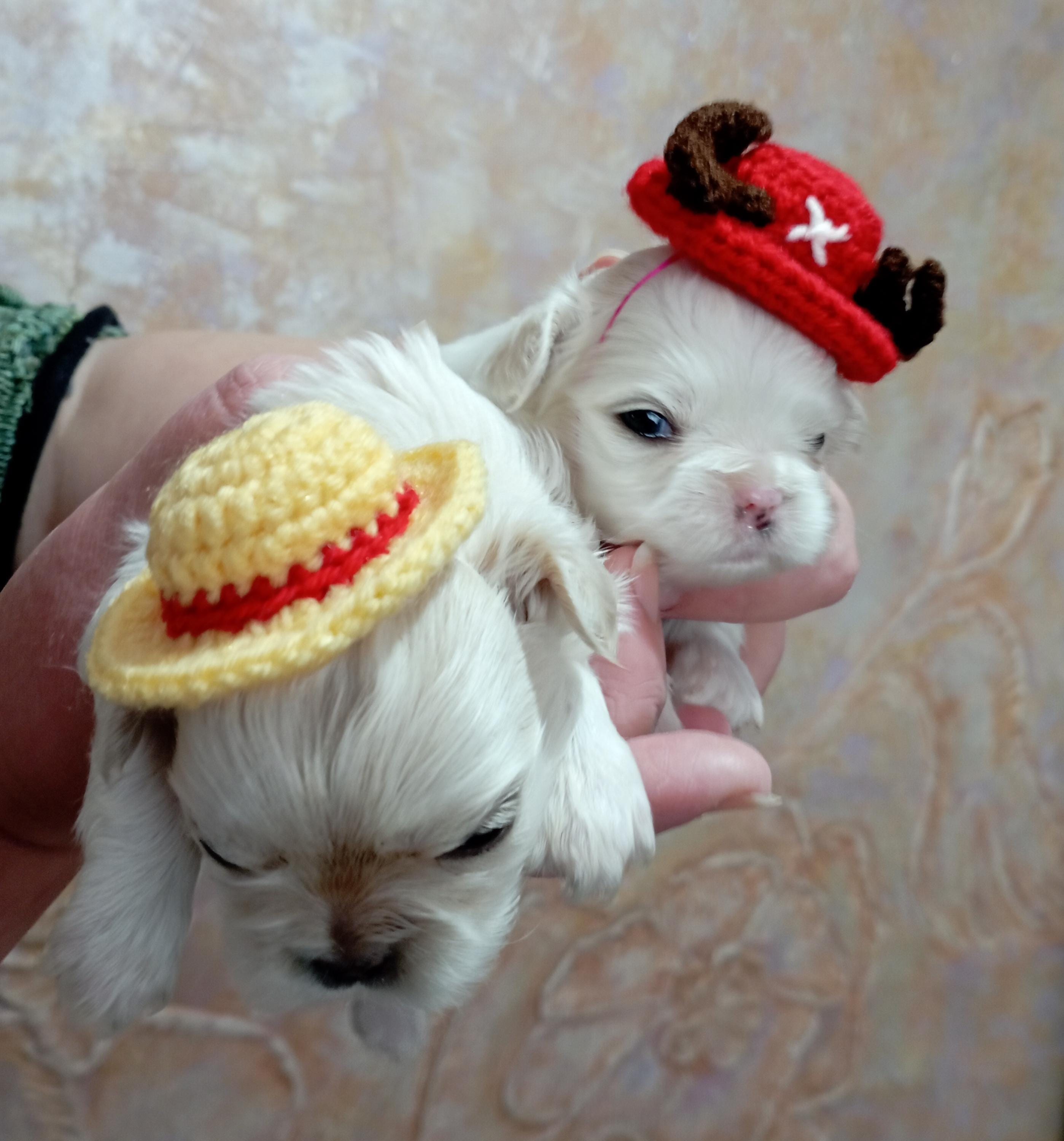 カントリードールバニーちゃん(茶帽子赤パッチワークop) Crochet Anime Pet Hat: Tony Chopper & Trafalgar Law Inspired - Etsy