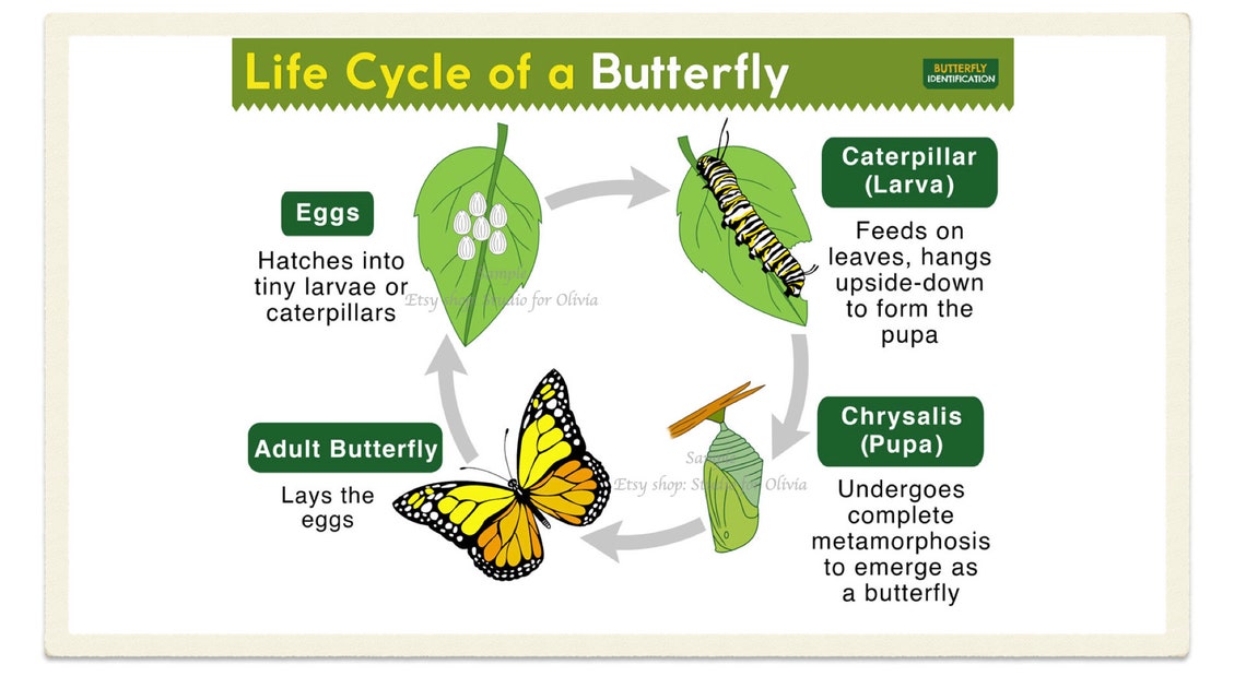 Montessori inspired life cycle of butterfly printable Etsy