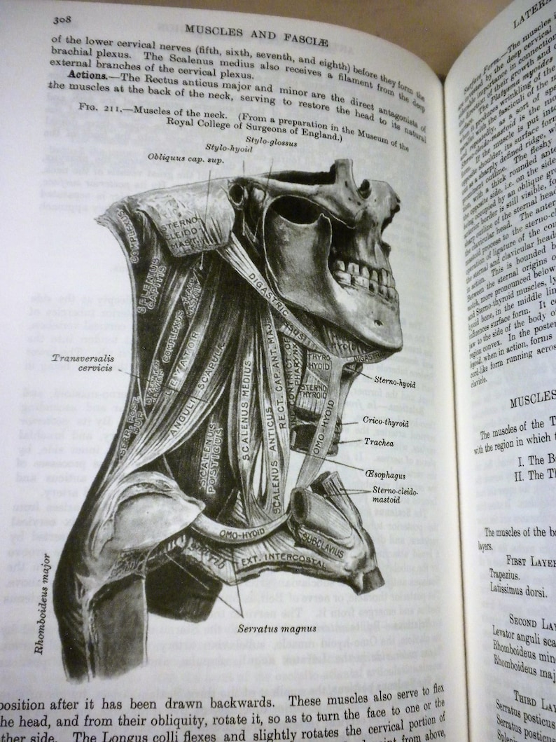 Gray's Anatomy, Henry Gray, Barnes & Noble Classic, New, In Shrinkwrap, 2018 image 7