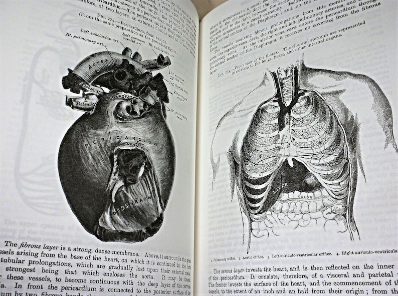 Gray's Anatomy, Henry Gray, Barnes & Noble Classic, New, In Shrinkwrap, 2018 image 6