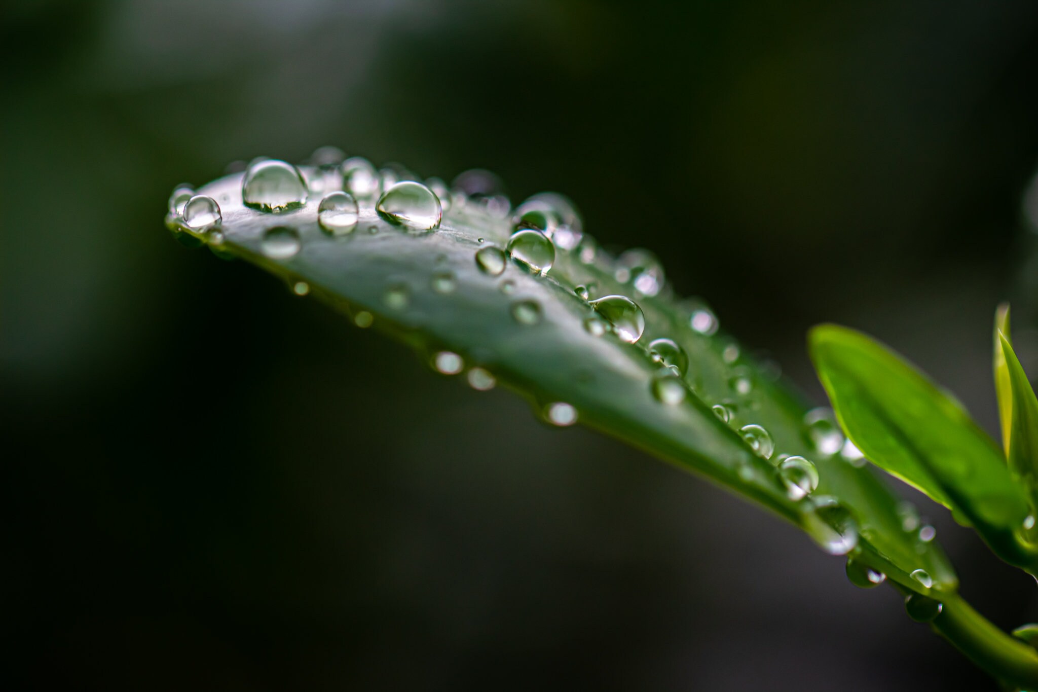 Morning Dew Photo Download Print Printable For Canvas Etsy