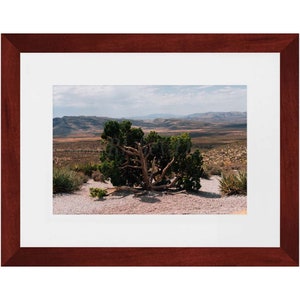 Juniper Tree In Red Rock Canyon Framed Fine Art Photography Print