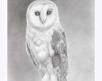 Barn Owl 1, print of graphite pencil original