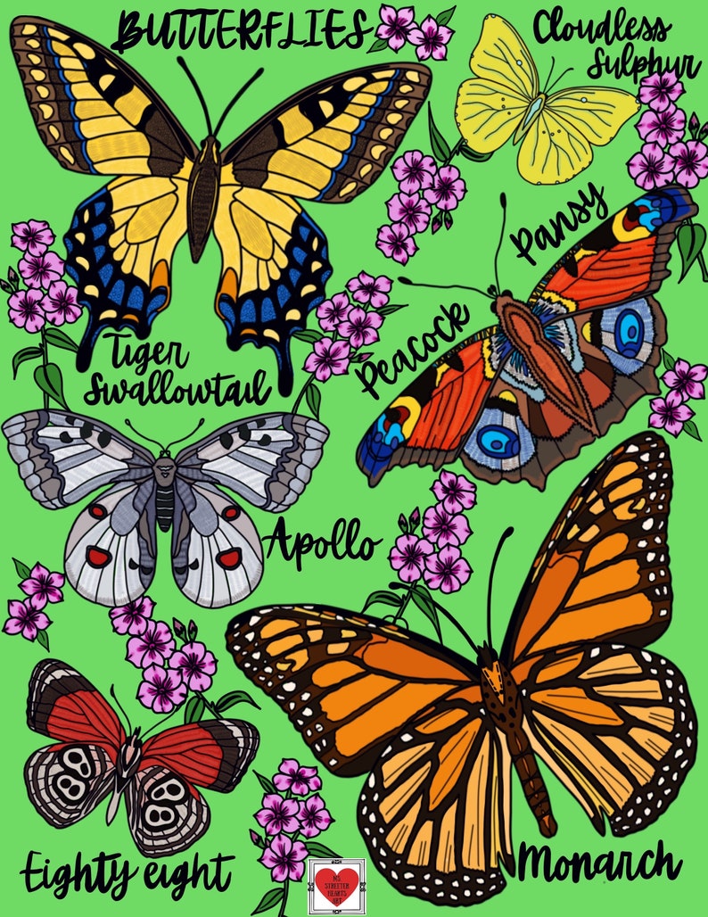 REALISTIC BUTTERFLY Coloring Pages/ Coloring Pages for Adults/coloring