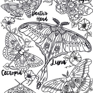REALISTIC BUTTERFLY Coloring Pages/ Coloring Pages for Adults/coloring
