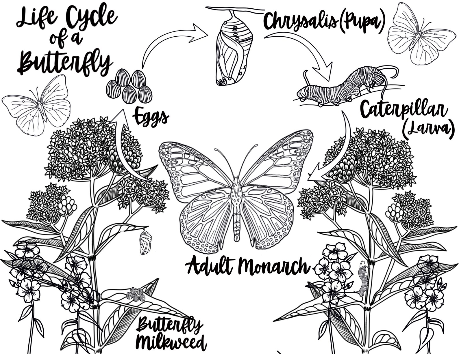 REALISTIC BUTTERFLY Coloring Pages/ Coloring Pages for Adults/coloring