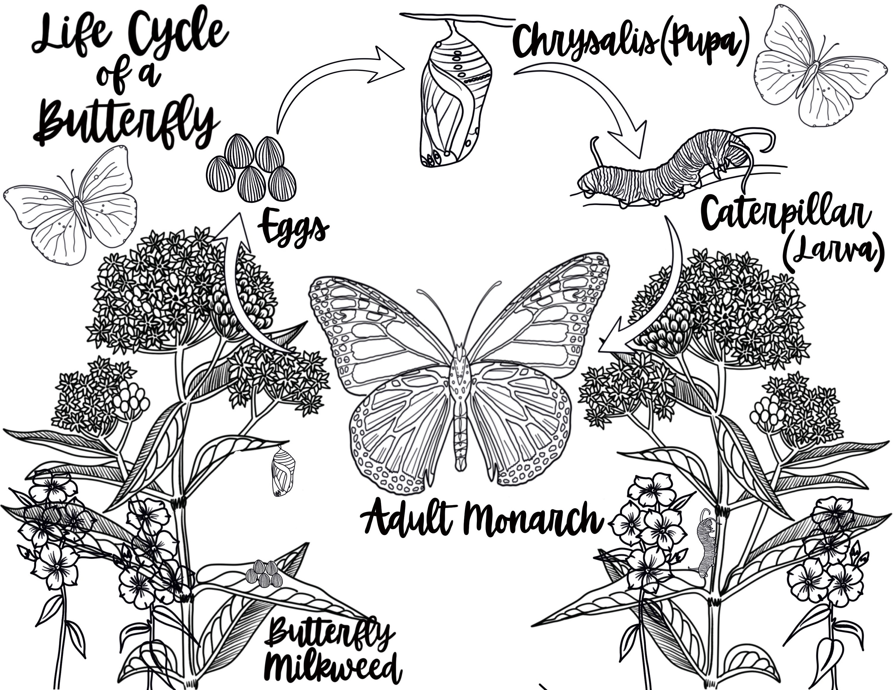 butterfly life cycle coloring pages