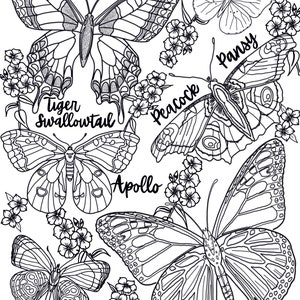 REALISTIC BUTTERFLY Coloring Pages/ Coloring Pages for Adults/coloring