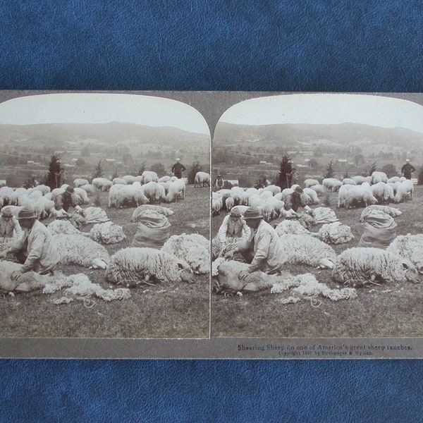 Shearing Sheep on an American Sheep Ranch - Antique Photographic Stereo View Card