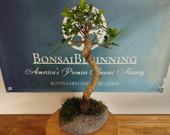 Cassia bonsai tree | Etsy Cassia bonsai tree | Etsy