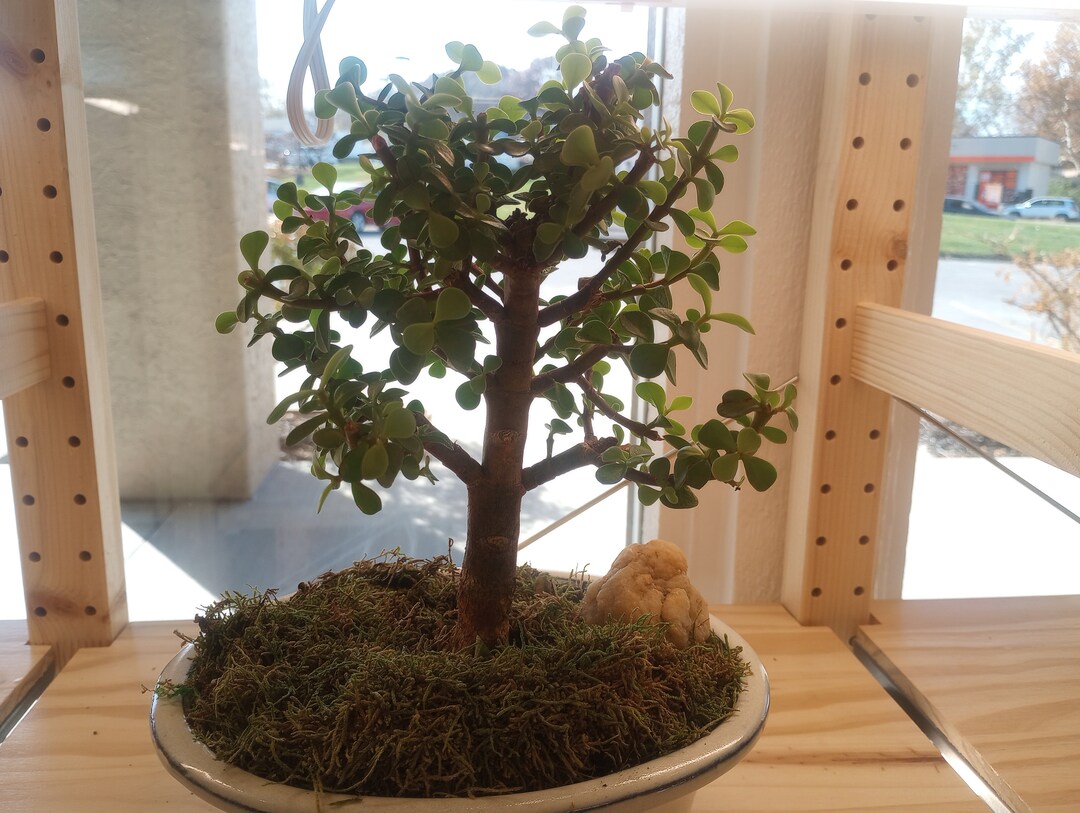 Live Bonsai Tree jade Bonsai Elephant Bush Etsy