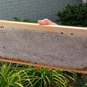 May include: A wooden frame holds a honeycomb with a light brown wax foundation and a white, waxy honeycomb structure. The honeycomb is filled with a light brown, waxy substance.