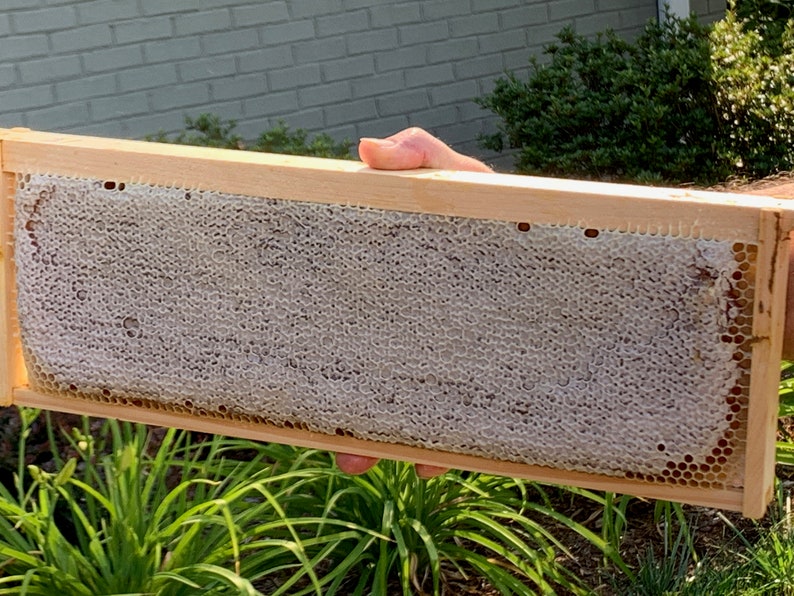 May include: A wooden frame holds a honeycomb with a light brown wax foundation and a white, waxy honeycomb structure. The honeycomb is filled with a light brown, waxy substance.