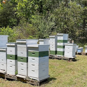 May include: A collection of white and green beehives stacked on wooden pallets in a grassy field. The beehives are arranged in rows and are surrounded by trees.