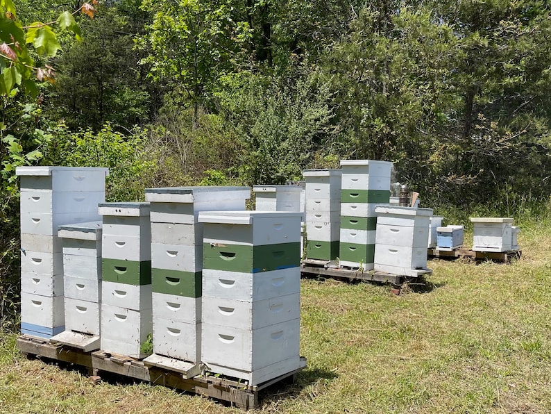May include: A collection of white and green beehives stacked on wooden pallets in a grassy field. The beehives are arranged in rows and are surrounded by trees.