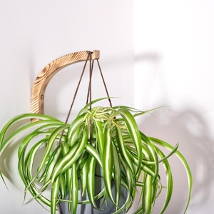 Hölzerner Pflanzenhaken für den Innenbereich, minimalistischer Wandhaken für Pflanzgefäß, Accessoires für Pflanzenliebhaber