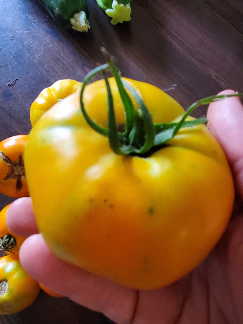 CAROLINA GOLD Tomato Seeds / 25 Seeds / U S A / Missouri Etsy