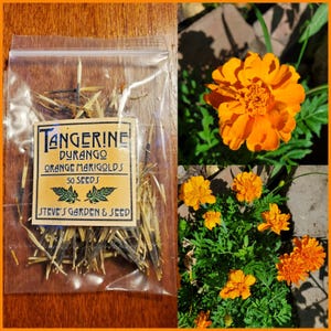 plant tangerine seeds Portulaca Seeds Sundial Tangerine 50 Multi Pelleted Seeds –  trailingpetunia.com main image 0
