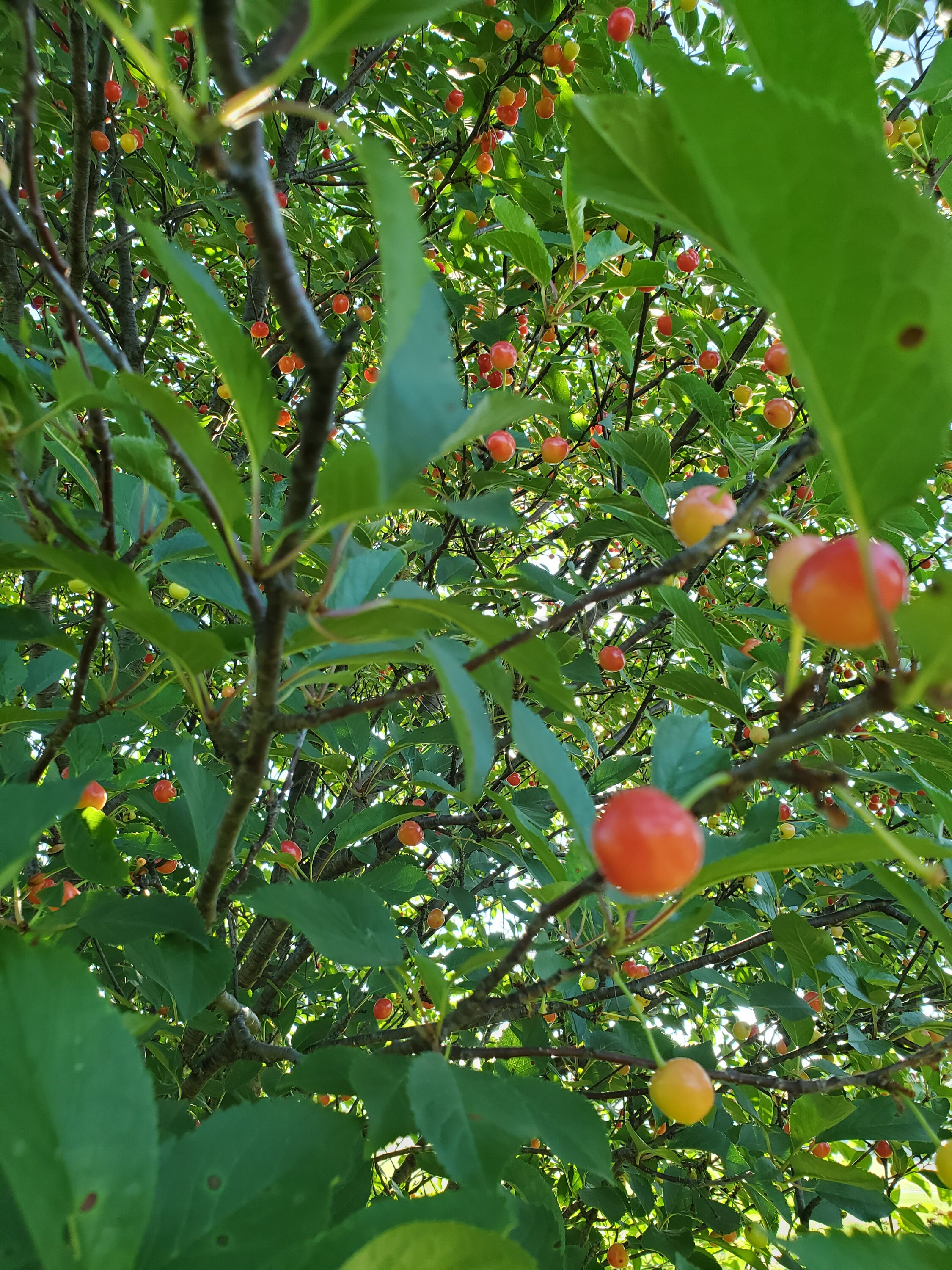 Sour Cherry Tree Seeds 10, 15, or 20 Seeds Sour Cherries Montmorency Cherry Trees NONGMO From