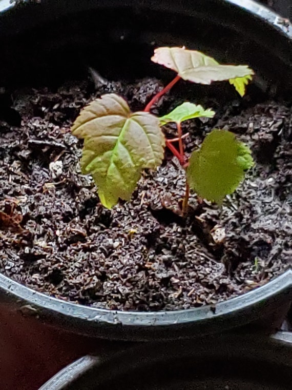 Maple Tree Seedling