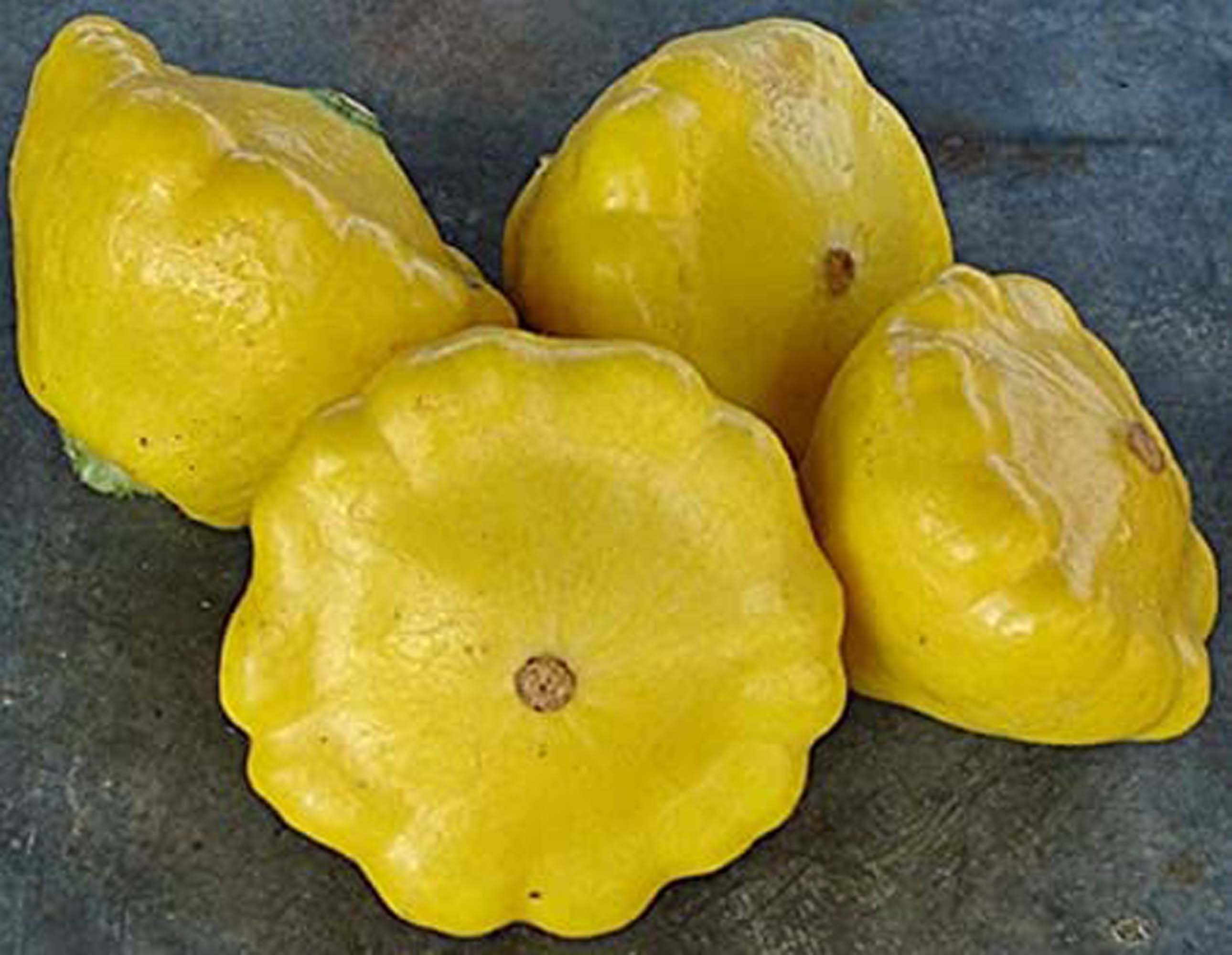 Yellow Scallop Bush Summer Squash Seeds / 25 Seeds / Organic Etsy